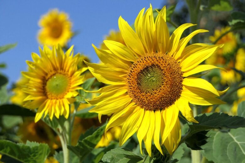 Il tuo girasole non sboccia? Scopri perché e come aiutarlo a fiorire