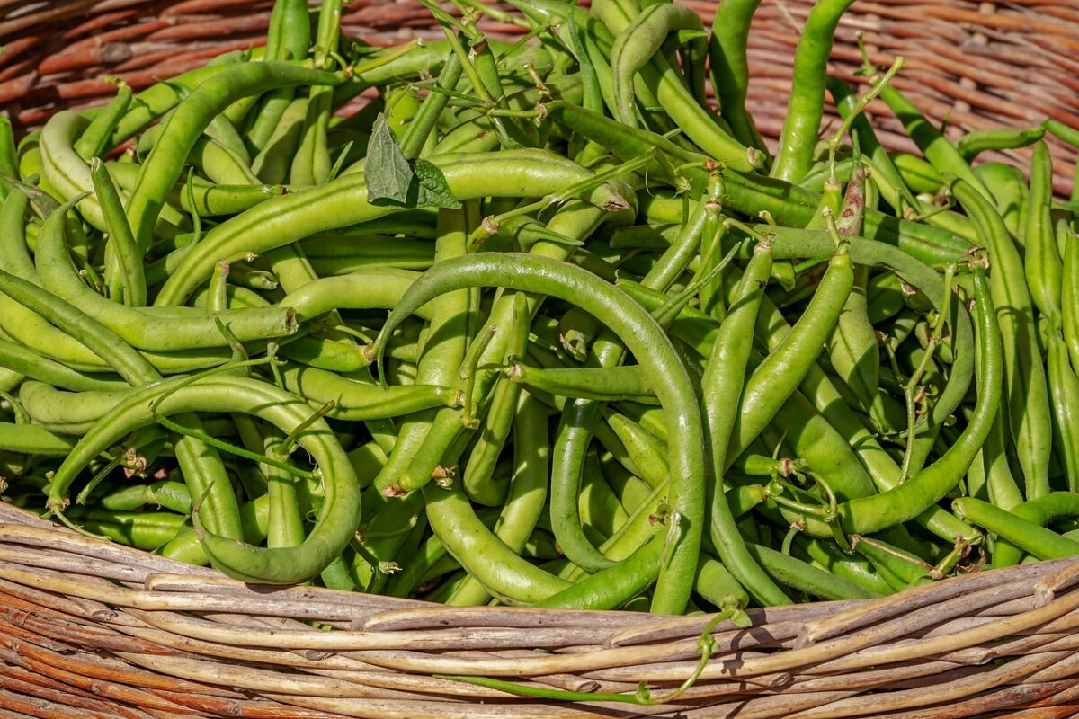 Le principali minacce per fagioli e fagiolini: come riconoscerle e affrontarle Le principali minacce per fagioli e fagiolini: come riconoscerle e affrontarle