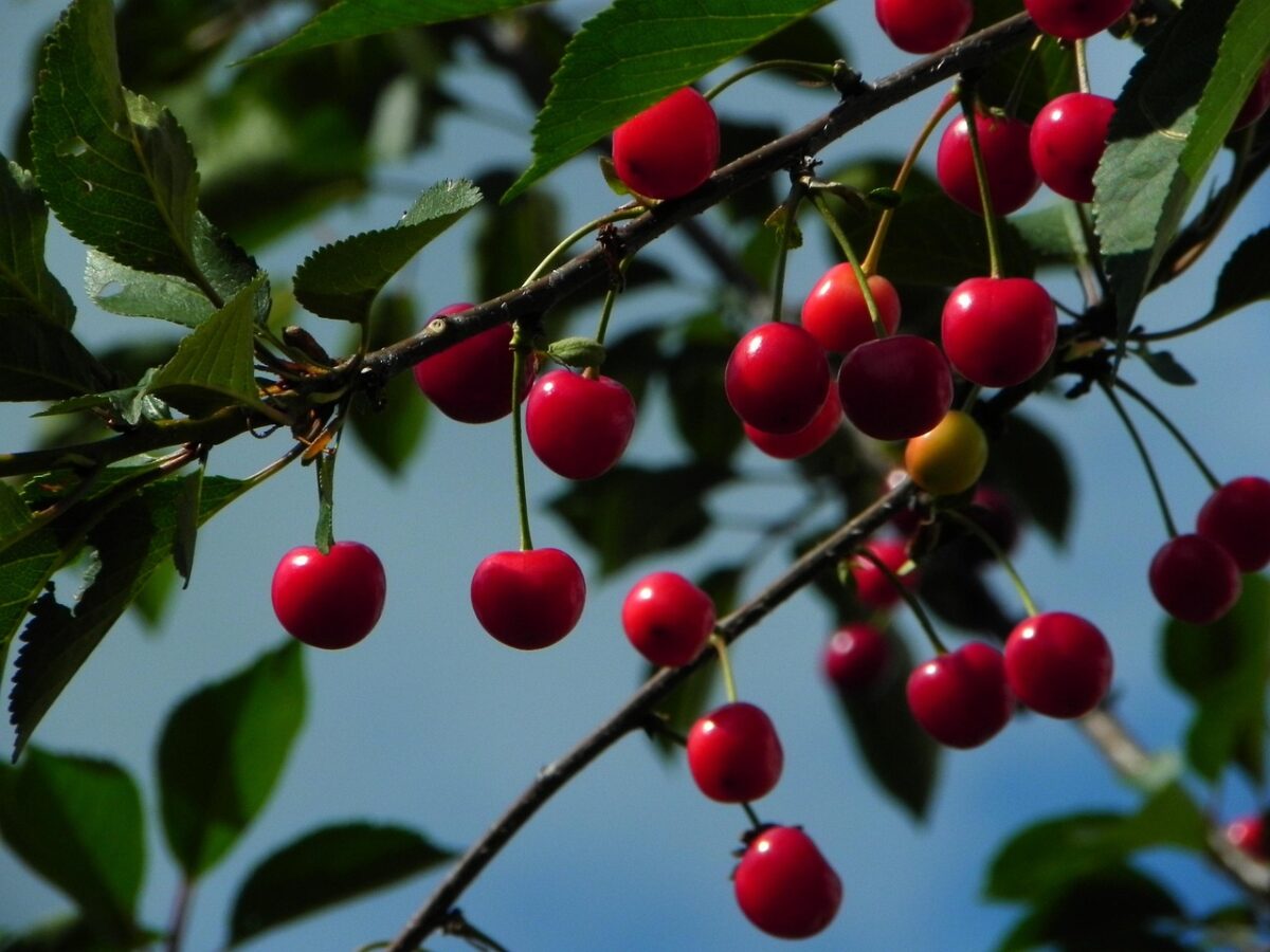 Coltivare il Ciliegio: Segreti e Consigli per un Albero Ricco di Frutti