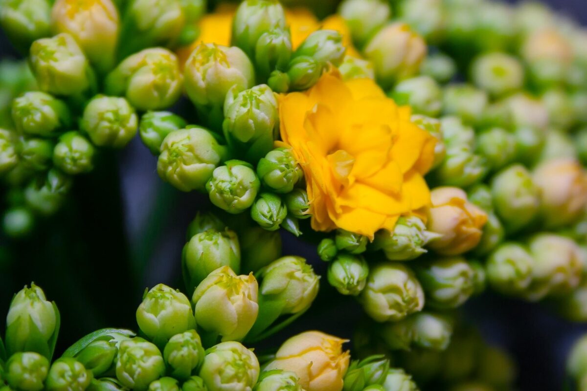 Calancola: la pianta dai fiori vivaci che illumina la casa