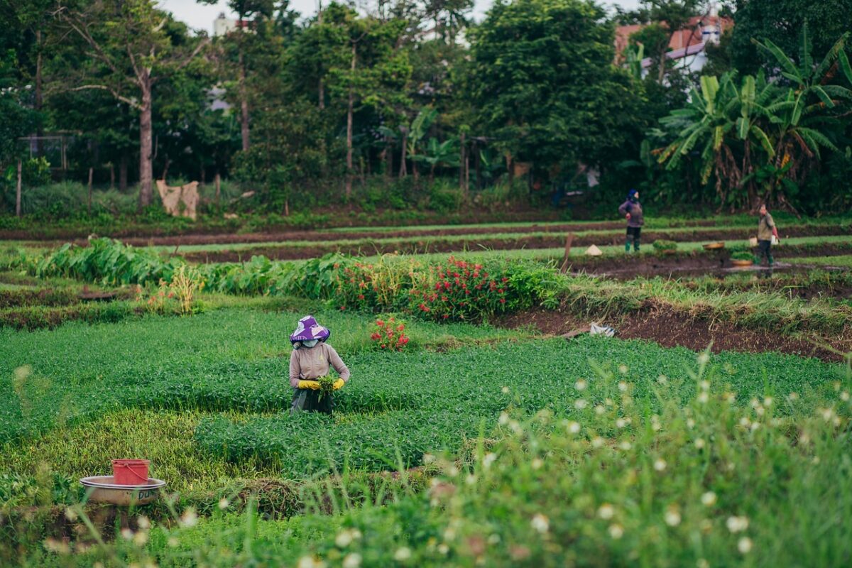 Cos’è lo sfratto agrario e quando si applica Cos’è lo sfratto agrario e quando si applica
