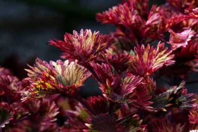 Coleo: la pianta dalle foglie colorate che illumina ogni ambiente