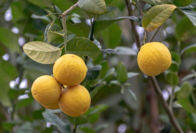 Limoni in vaso: perché cadono le foglie e come intervenire