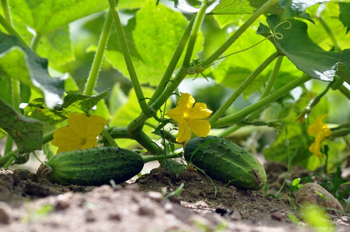Cetriolo: tutto quello che c’è da sapere su questa pianta versatile e salutare Cetriolo: tutto quello che c’è da sapere su questa pianta versatile e salutare