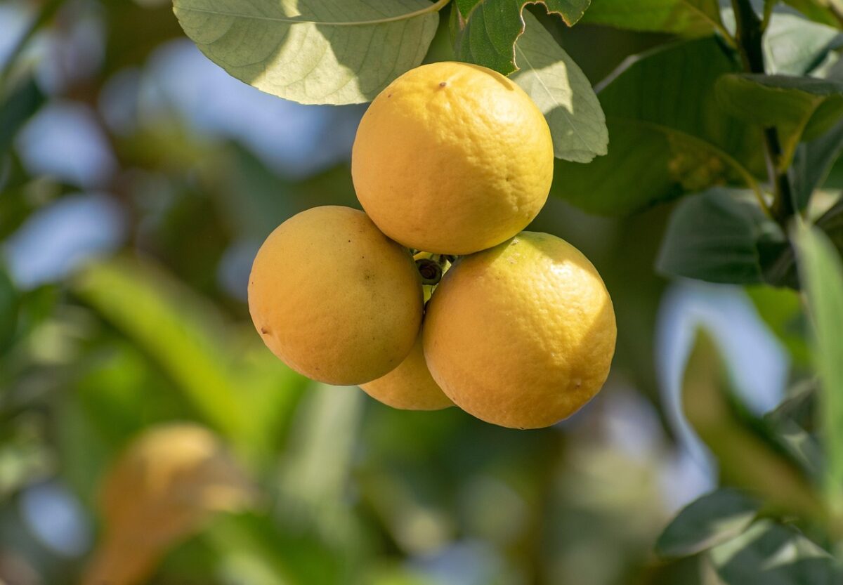 Limoni in vaso: perché cadono le foglie e come intervenire Limoni in vaso: perché cadono le foglie e come intervenire