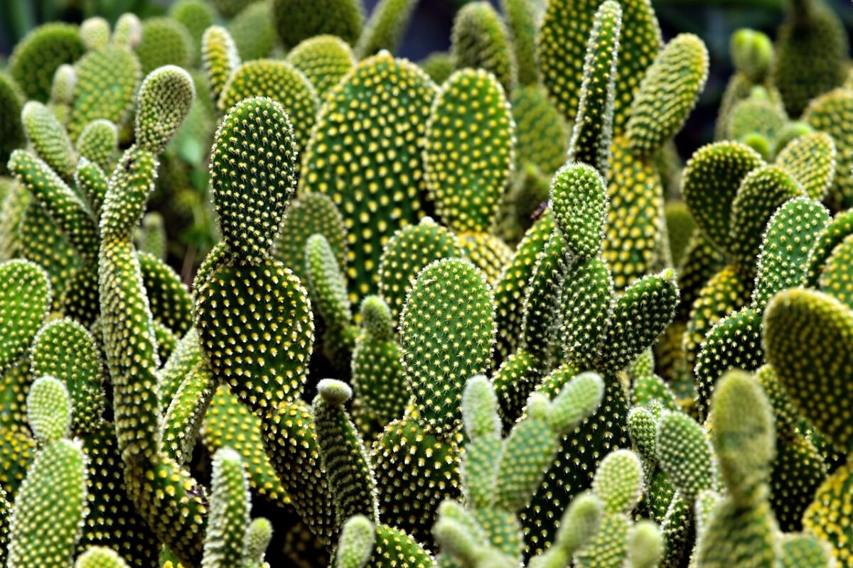 Cactus di Natale: Come Coltivarlo per Farlo Fiorire Ogni Inverno Cactus di Natale: Come Coltivarlo per Farlo Fiorire Ogni Inverno