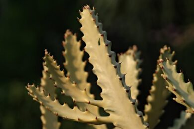 Cactus di Natale: Come Coltivarlo per Farlo Fiorire Ogni Inverno