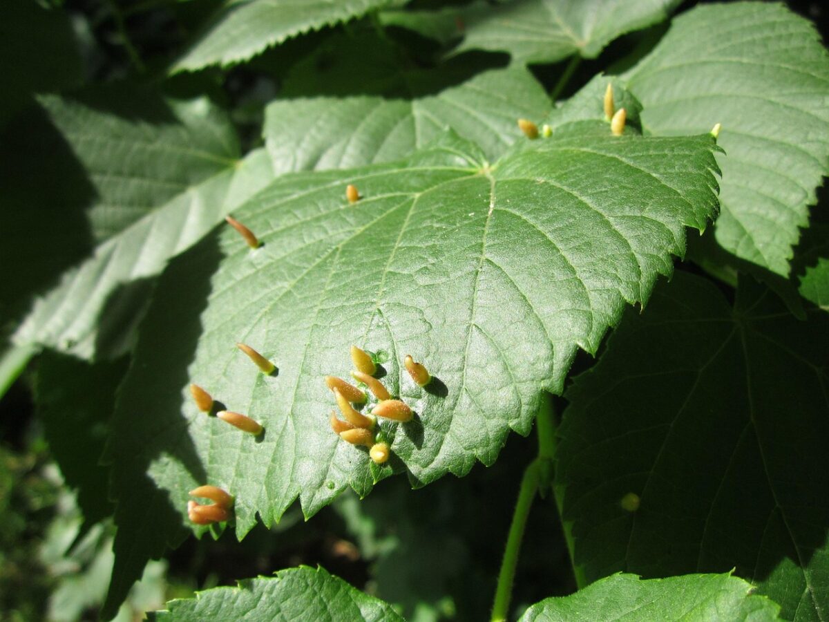 Castagna del Malabar: Come Coltivare la Pachira glabra in Casa o in Giardino Castagna del Malabar: Come Coltivare la Pachira glabra in Casa o in Giardino