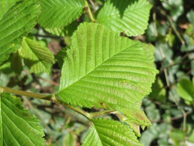 Castagna del Malabar: Come Coltivare la Pachira glabra in Casa o in Giardino