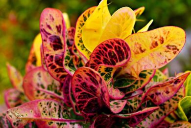 Un’esplosione di colori tropicali che porta vitalità e carattere in ogni ambiente domestico
