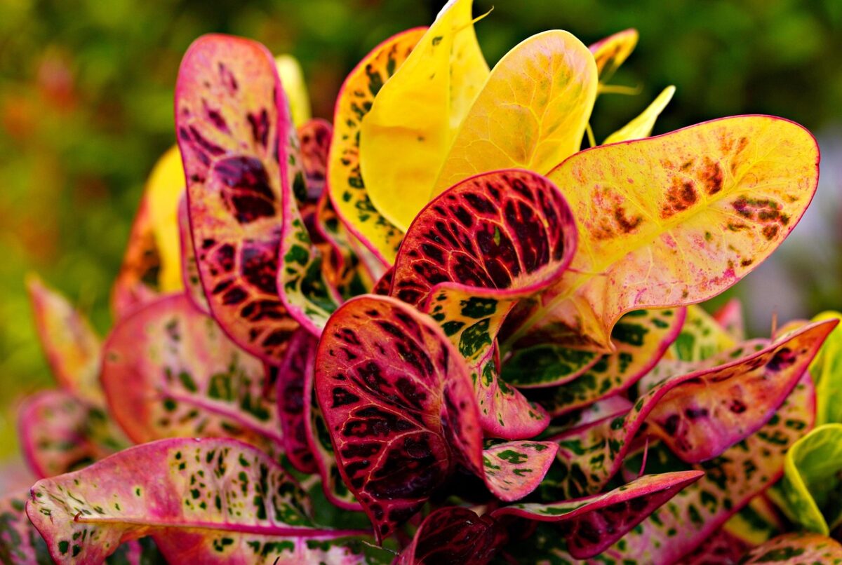 Un’esplosione di colori tropicali che porta vitalità e carattere in ogni ambiente domestico Un’esplosione di colori tropicali che porta vitalità e carattere in ogni ambiente domestico