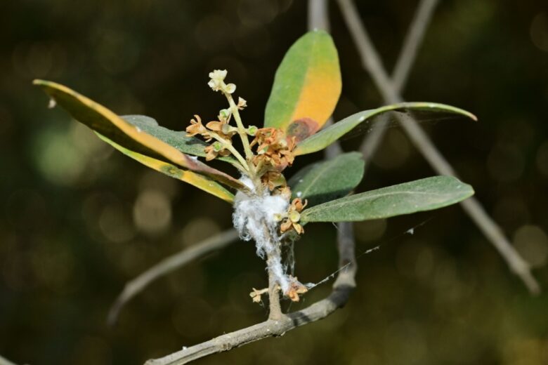 Cotonella dell’olivo: l’insetto che mette a rischio ulivi e raccolto