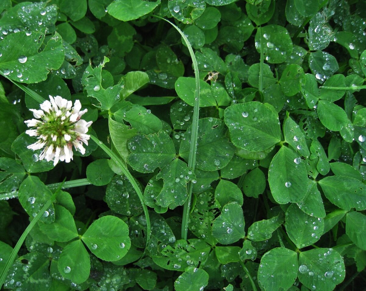 Callisia: la pianta tappezzante perfetta per interni e balconi Callisia: la pianta tappezzante perfetta per interni e balconi