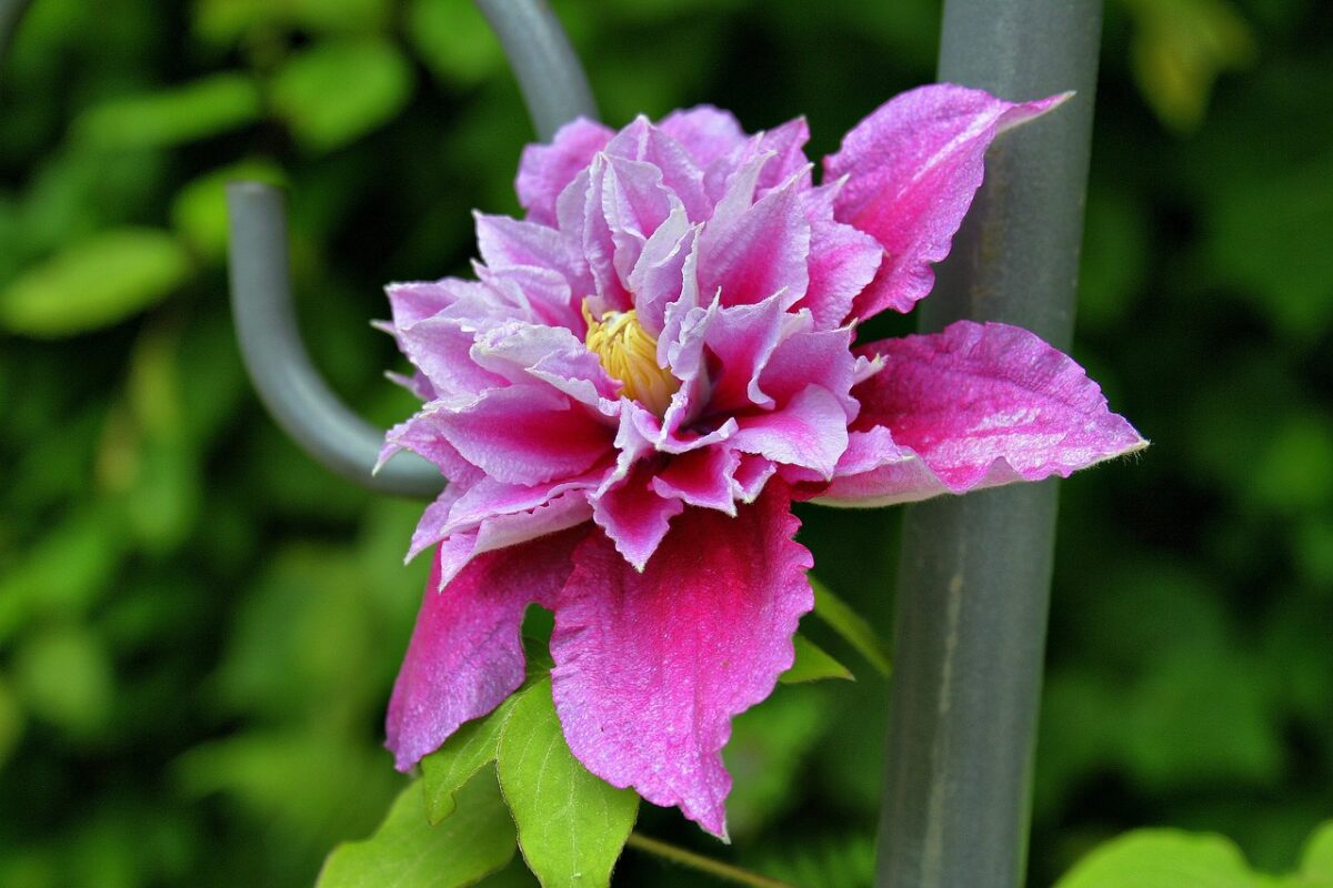Clematis florida: la rampicante elegante che colora il giardino Clematis florida: la rampicante elegante che colora il giardino