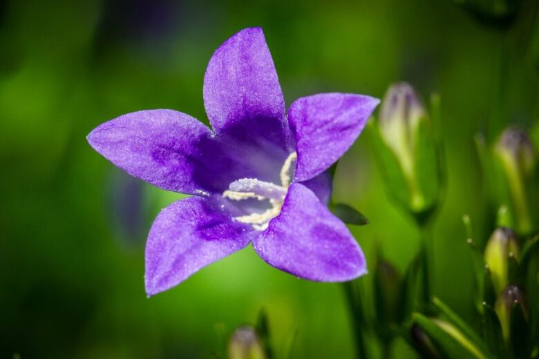 Campanula serpeggiante: la perenne che conquista giardini e balconi