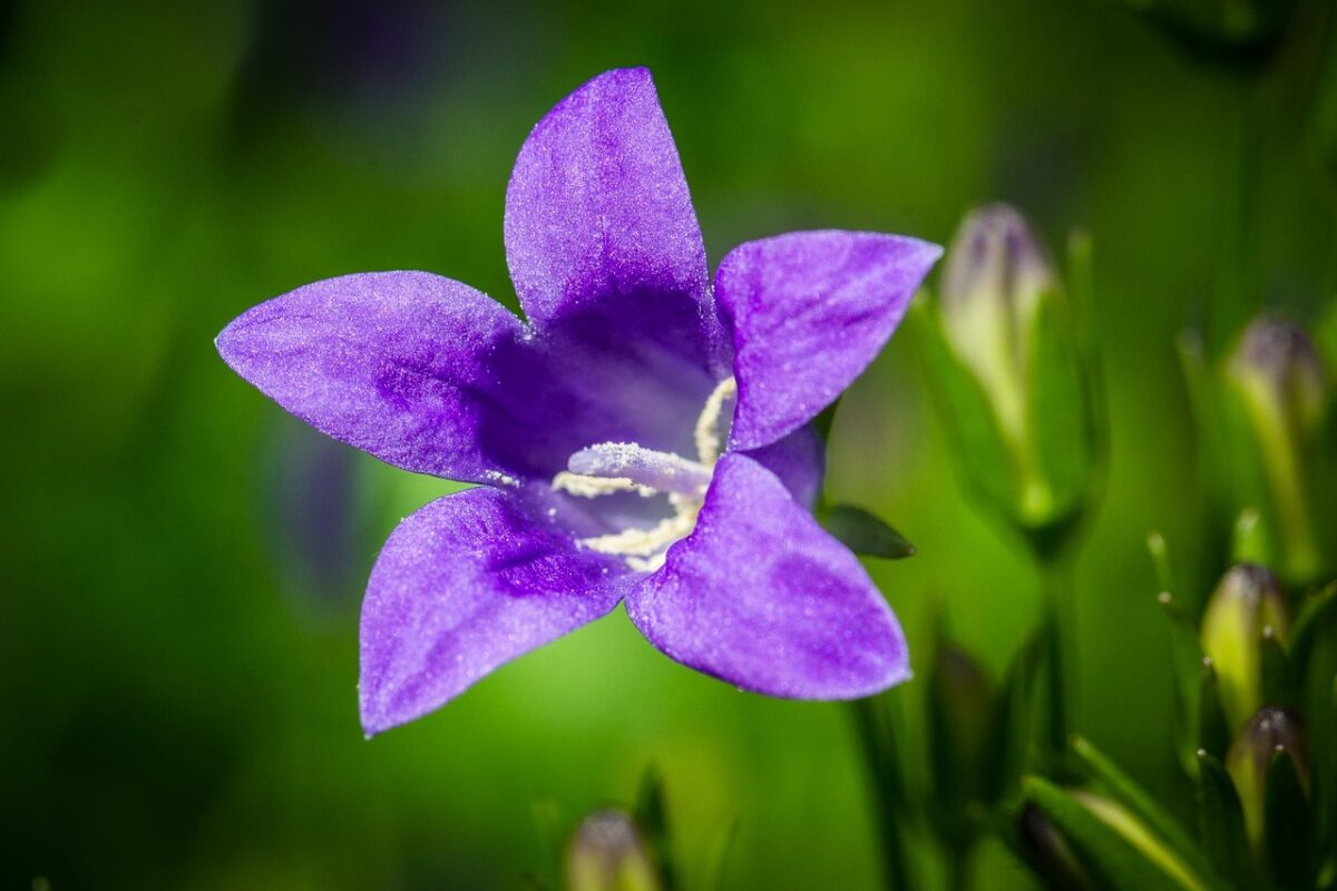 Campanula serpeggiante: la perenne che conquista giardini e balconi Campanula serpeggiante: la perenne che conquista giardini e balconi