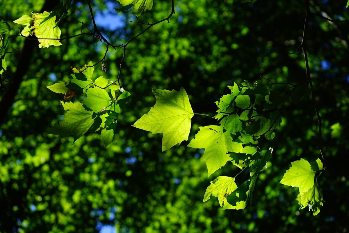 Callisia: la pianta tappezzante perfetta per interni e balconi Callisia: la pianta tappezzante perfetta per interni e balconi
