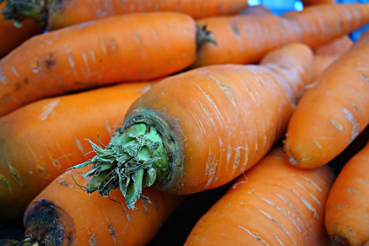 Carota: guida completa per coltivarla e prendersene cura Carota: guida completa per coltivarla e prendersene cura