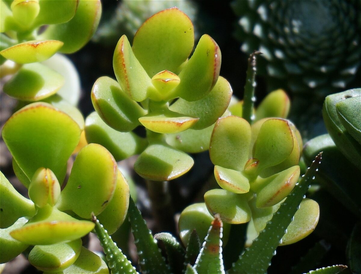 Crassula Gollum: la pianta grassa dalle foglie a forma di tubo