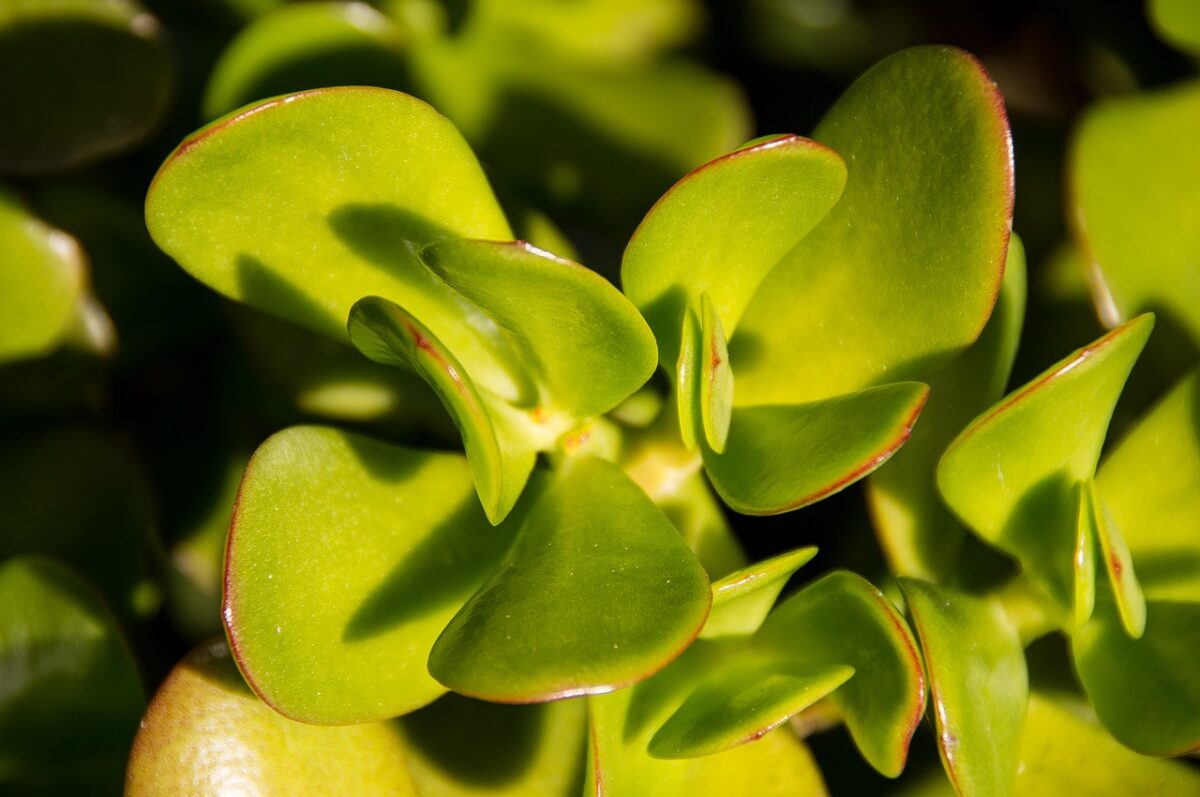 Crassula Gollum: la pianta grassa dalle foglie a forma di tubo