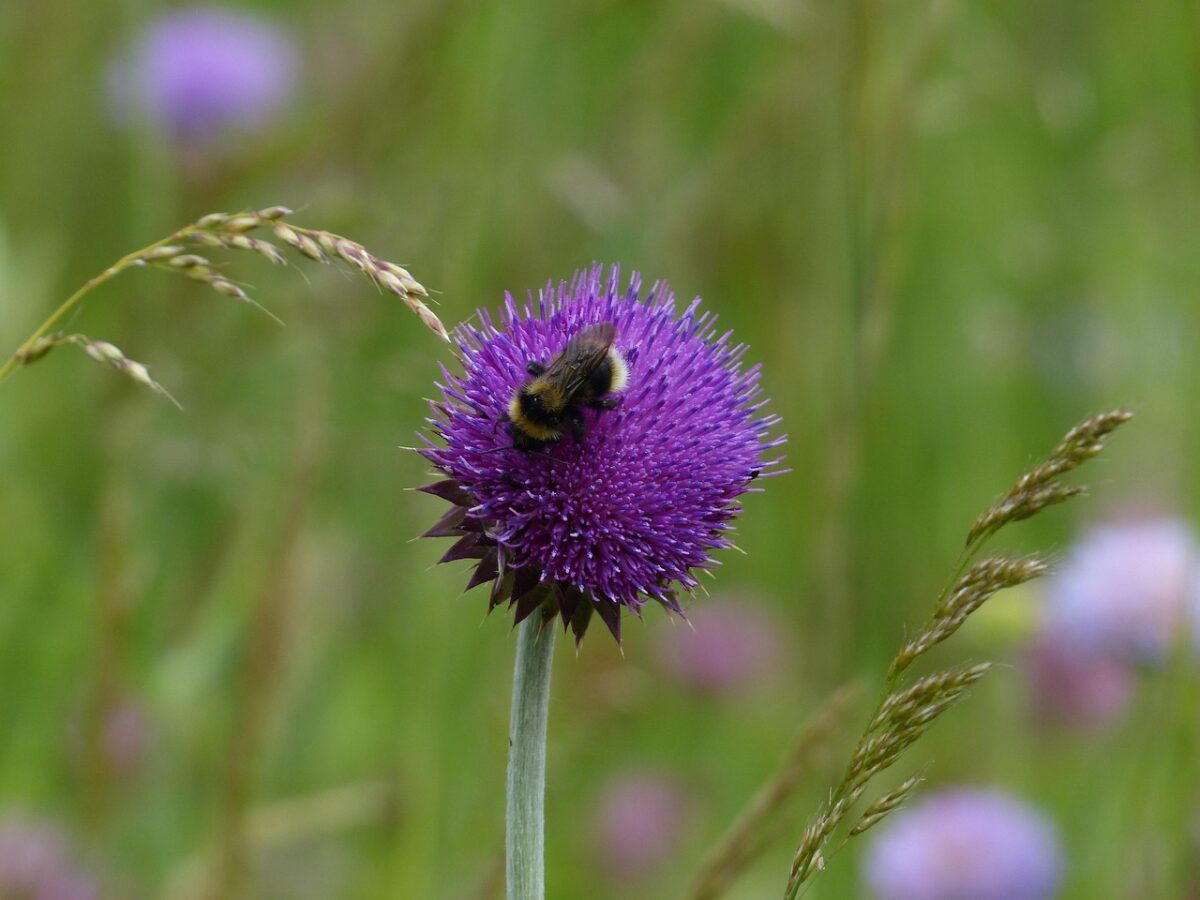 Cardo campestre: guida alla coltivazione e alla cura di una pianta spontanea resistente Cardo campestre: guida alla coltivazione e alla cura di una pianta spontanea resistente
