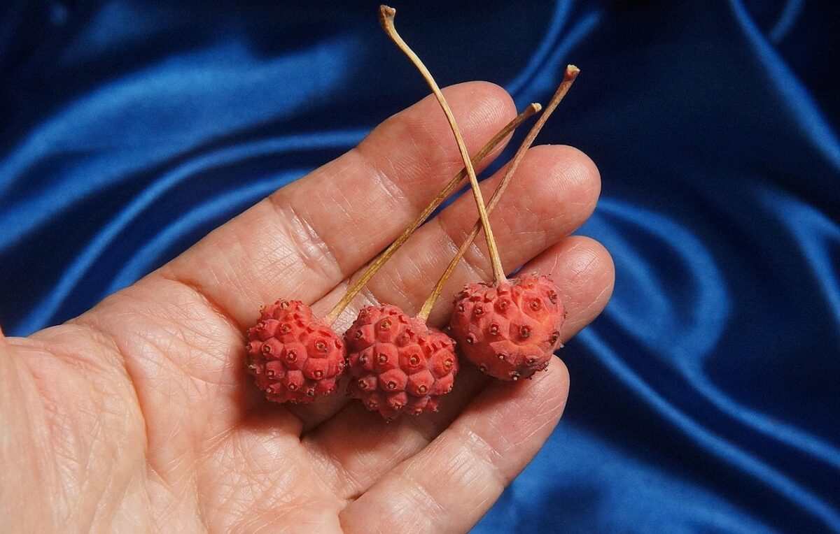 Corniolo giapponese: la pianta ornamentale che conquista con i suoi fiori e frutti Corniolo giapponese: la pianta ornamentale che conquista con i suoi fiori e frutti