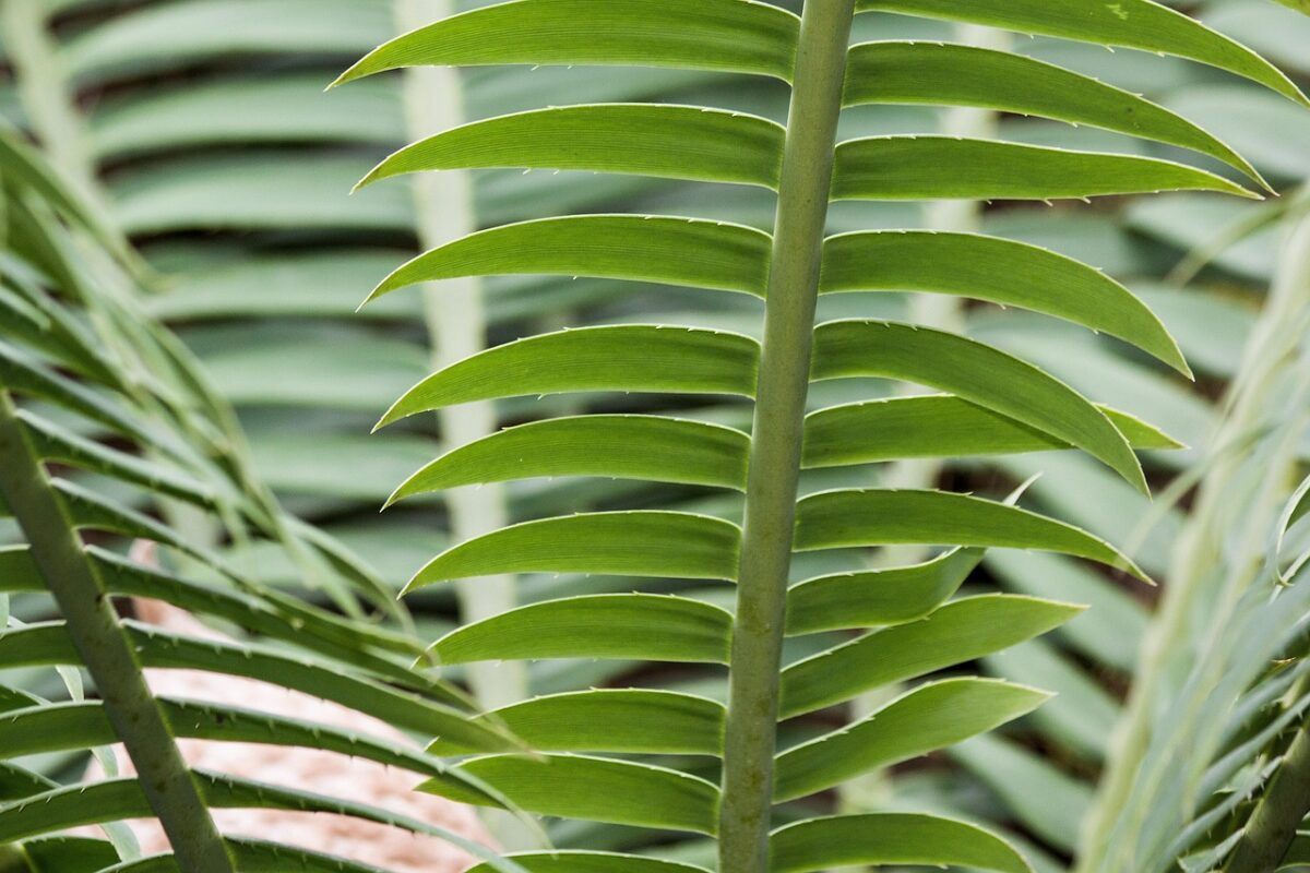 Cycas, Zamia e Cordyline: eleganza tropicale in giardino