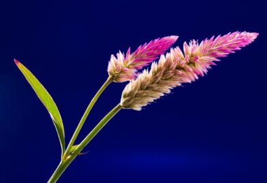 Celosia Cresta di Gallo: come coltivarla e prendersene cura