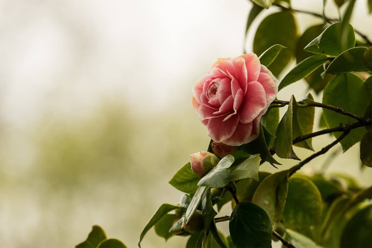 Camelia: eleganza senza tempo per giardini e terrazzi