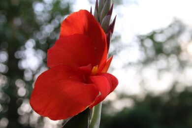 Canna d’India: la pianta tropicale che trasforma il giardino in un’oasi di colore