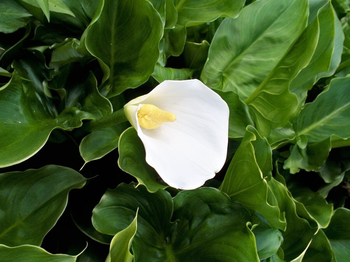 Calla: eleganza senza tempo in giardino e in casa Calla: eleganza senza tempo in giardino e in casa