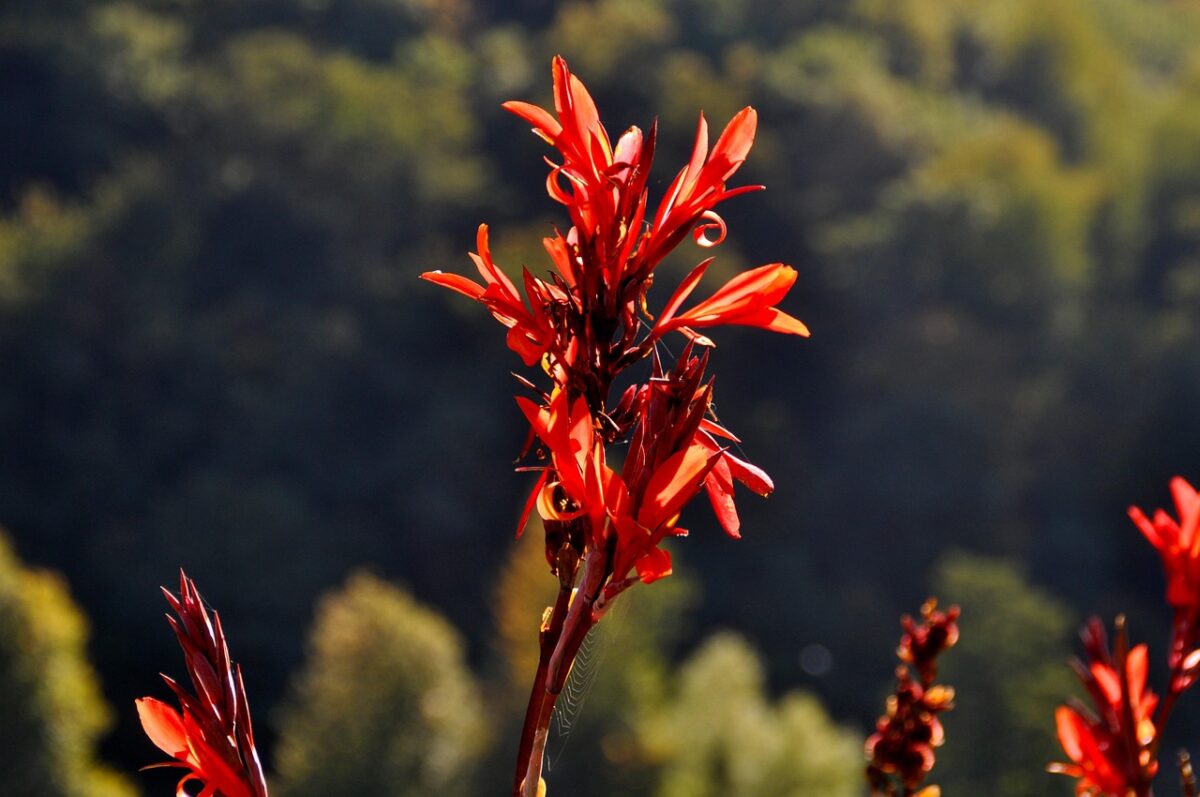 Canna d’India: la pianta tropicale che trasforma il giardino in un’oasi di colore