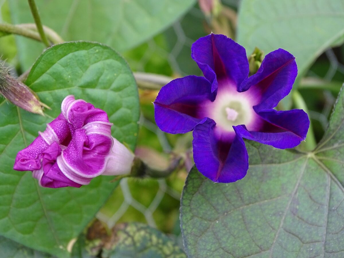 Campanella turchina: la pianta rampicante che regala fiori incantevoli Campanella turchina: la pianta rampicante che regala fiori incantevoli