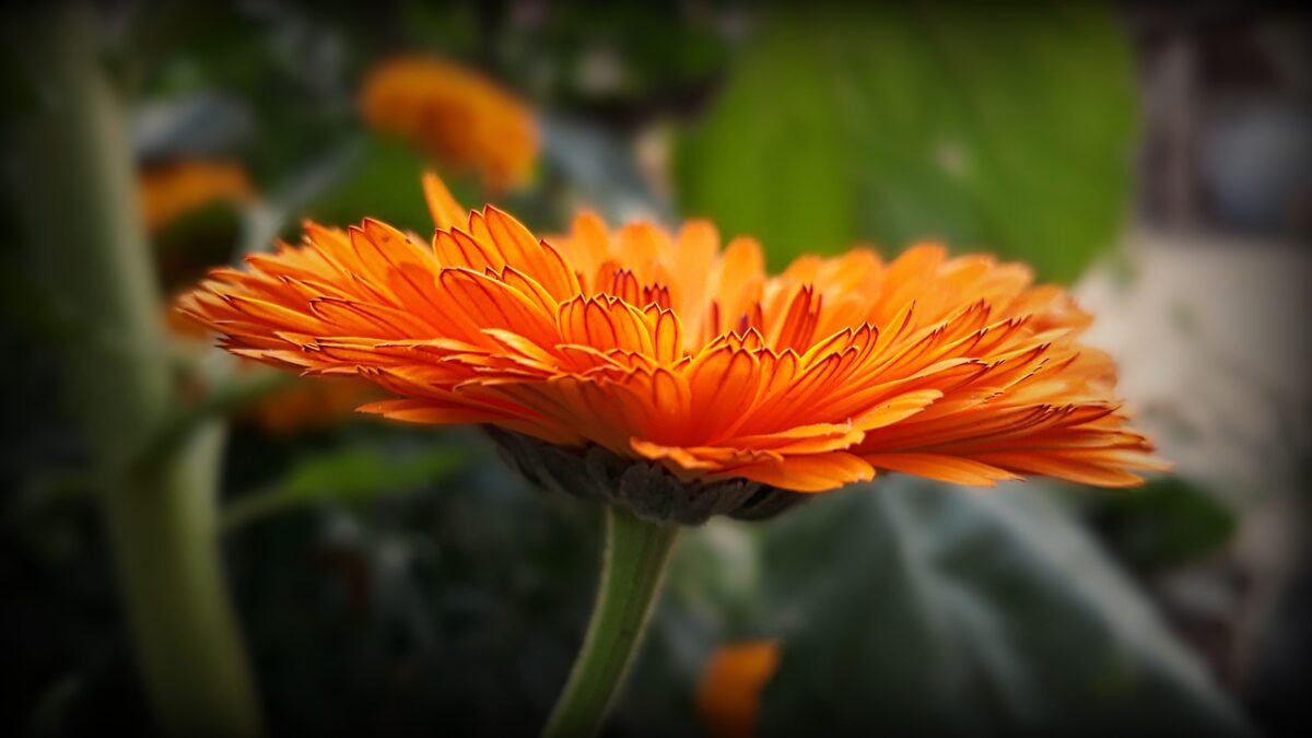 Calendula, il fiore solare che cura e decora: come coltivarla con successo