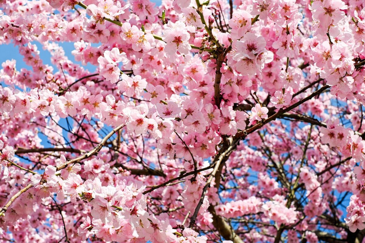 Ciliegio giapponese: fascino orientale per giardini da sogno