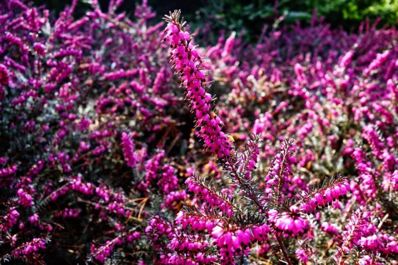 Erica, la regina dell’autunno: colore, resistenza e bellezza in giardino
