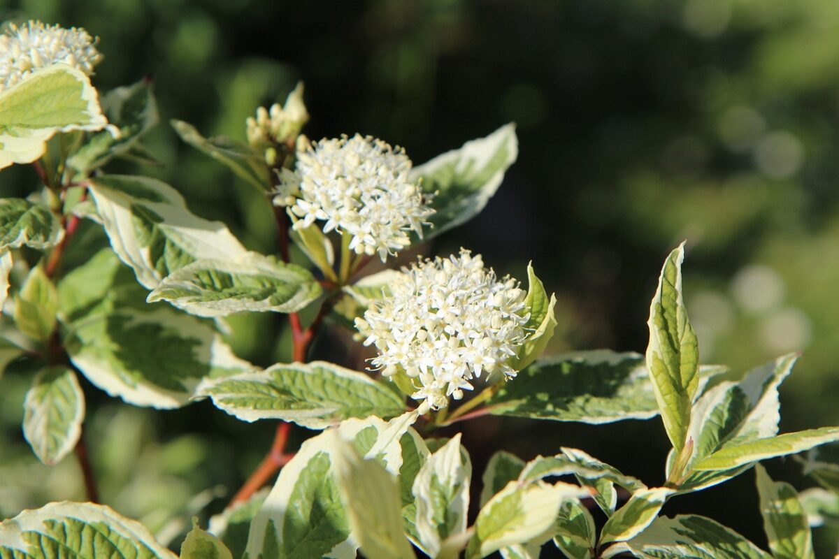 Corniolo sericeo: il fascino dei rami rossi che accendono il giardino d’inverno Corniolo sericeo: il fascino dei rami rossi che accendono il giardino d’inverno
