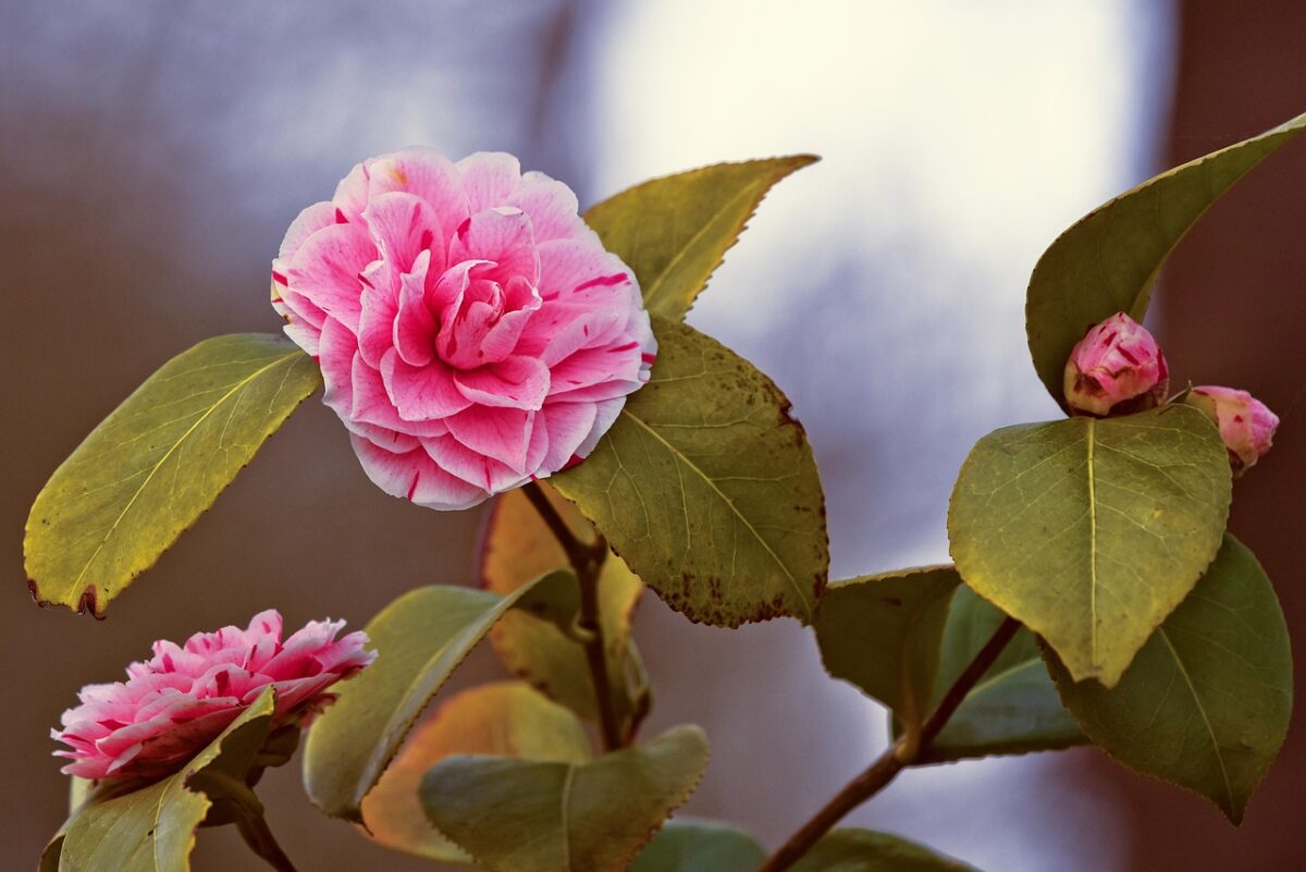 Camelia: eleganza senza tempo per giardini e terrazzi