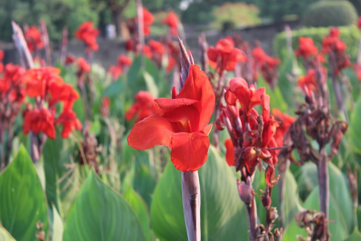 Canna × generalis: fiori tropicali spettacolari per giardini e terrazzi Canna × generalis: fiori tropicali spettacolari per giardini e terrazzi