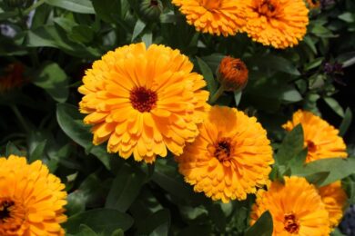 Calendula, il fiore solare che cura e decora: come coltivarla con successo