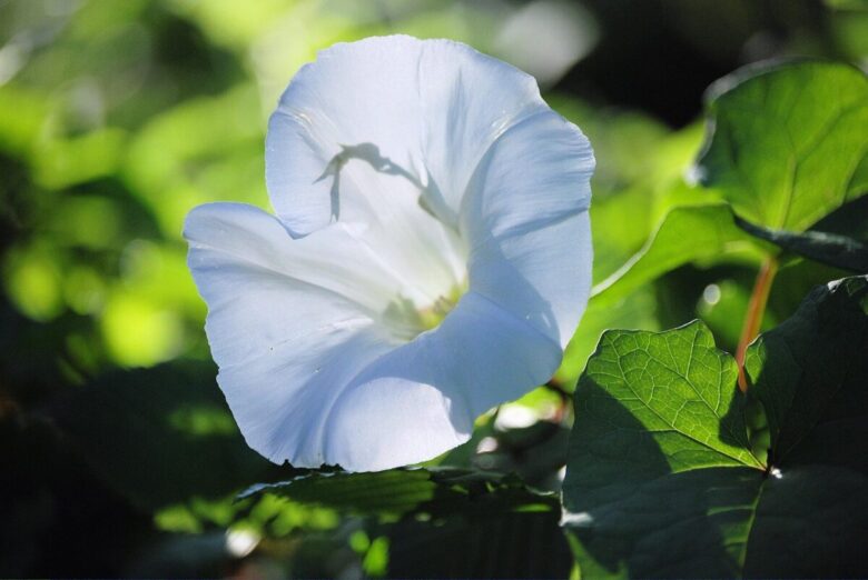 Convolvolo: il fiore rampicante che incanta giardini e balconi