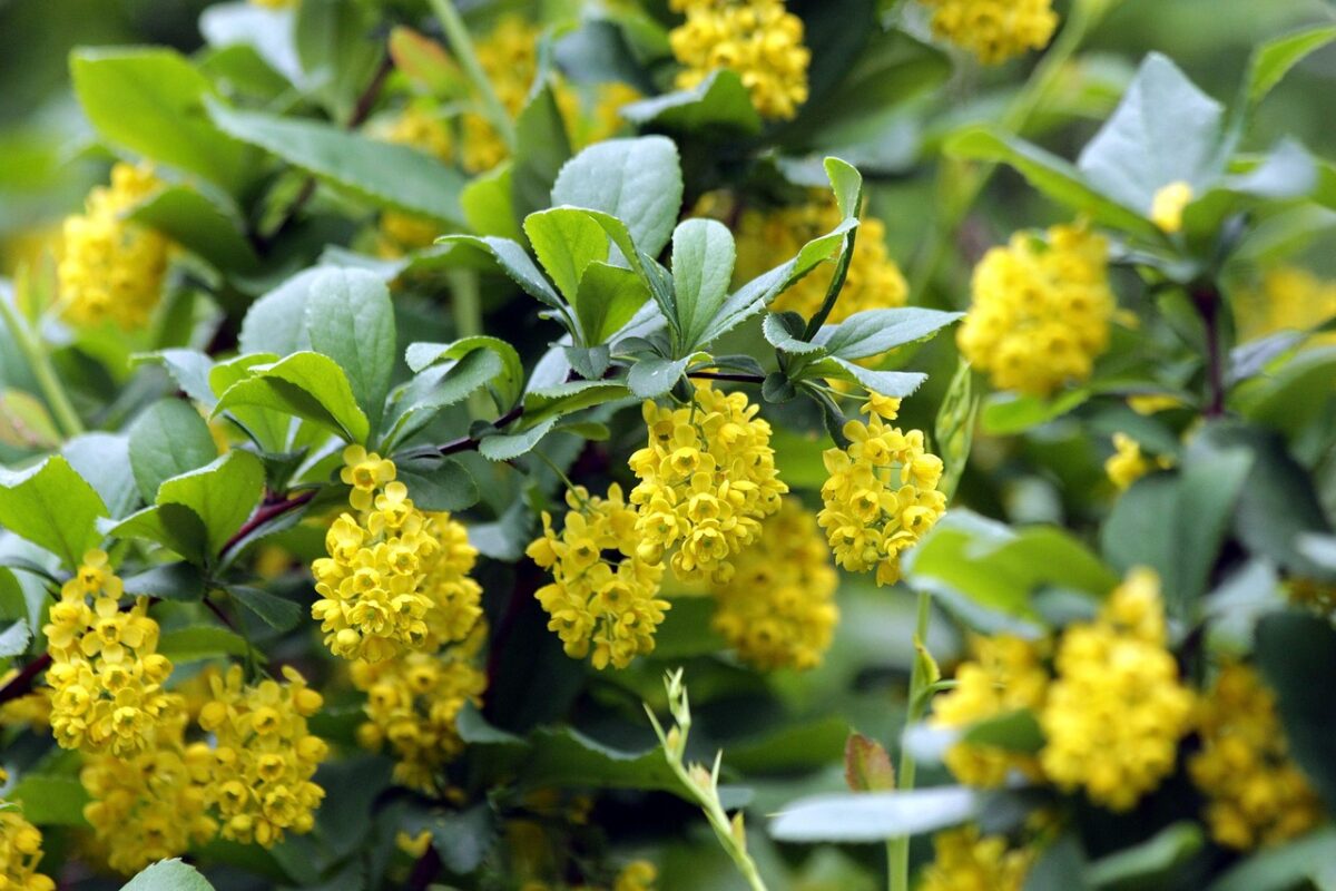 Crespino di Thunberg: il piccolo arbusto ornamentale che colora il giardino tutto l’anno