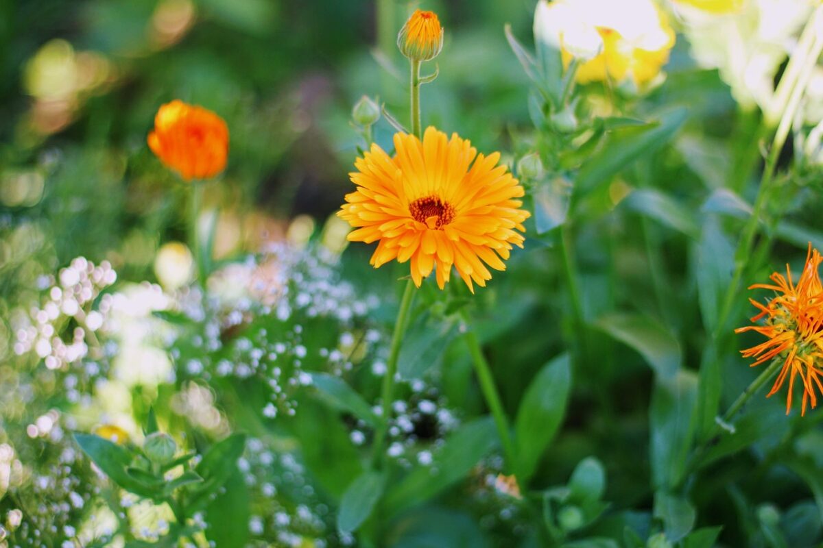 Calendula, il fiore solare che cura e decora: come coltivarla con successo