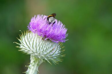 Cardo campestre: guida alla coltivazione e alla cura di una pianta spontanea resistente