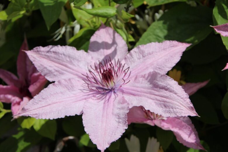 Clematis florida: la rampicante elegante che colora il giardino
