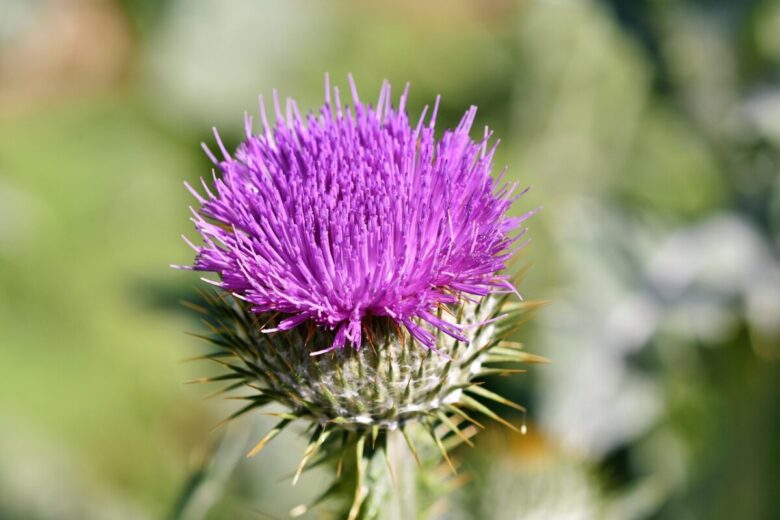Cardo asinino: il fiore spinoso che arricchisce l’orto naturale
