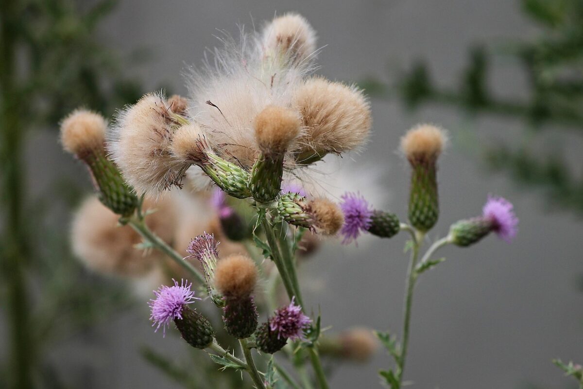 Cardo campestre: guida alla coltivazione e alla cura di una pianta spontanea resistente Cardo campestre: guida alla coltivazione e alla cura di una pianta spontanea resistente
