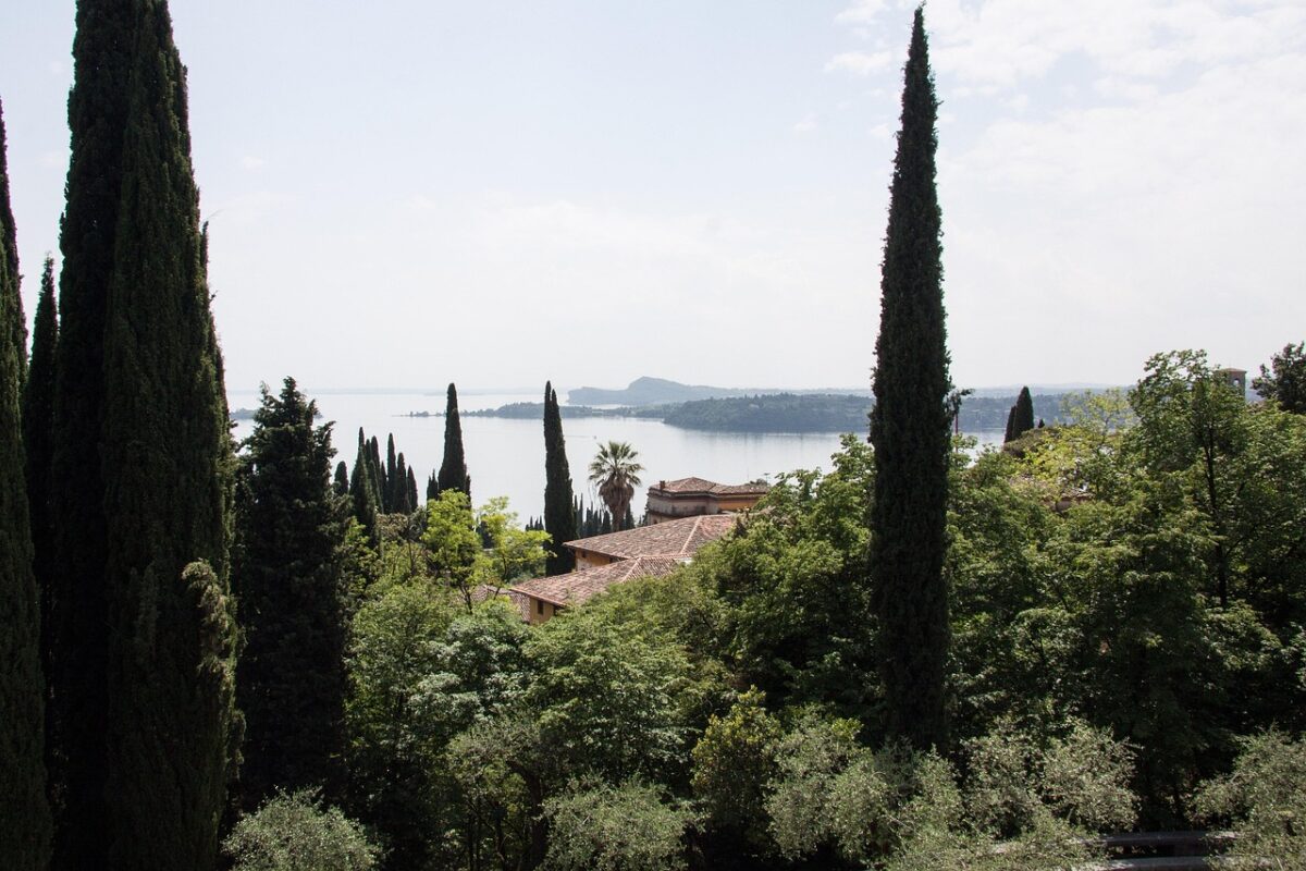 Cipresso comune: l’eleganza sempreverde che caratterizza paesaggi e giardini Cipresso comune: l’eleganza sempreverde che caratterizza paesaggi e giardini
