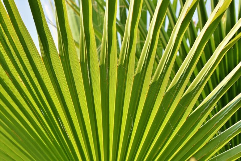 Cordilinea: eleganza tropicale per ogni casa e giardino