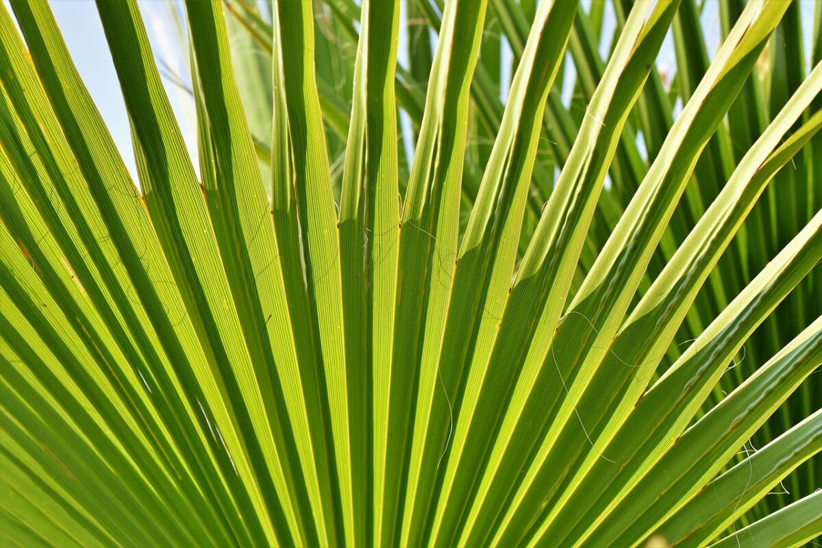 Cordilinea: eleganza tropicale per ogni casa e giardino Cordilinea: eleganza tropicale per ogni casa e giardino